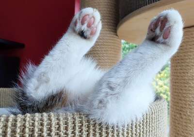 猫 宿醉 家猫 动物 家畜 小猫 老虎 野生动物 毛皮 俏皮的