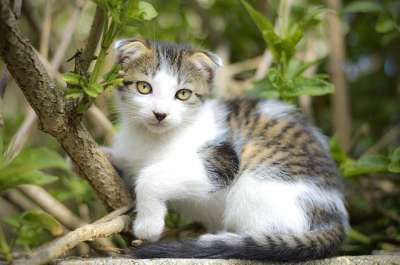 小猫 猫 动物 眼睛 小东西 好奇的 猫科动物 耳朵 可爱