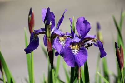 虹膜 剑百合 花 花园 紫色的 植物群 植物 春天 自然 关闭