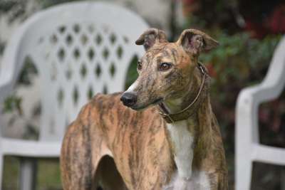 灵缇犬 视线的猎犬 狗 退休的赛车的狗 45Mph 狗的帮派