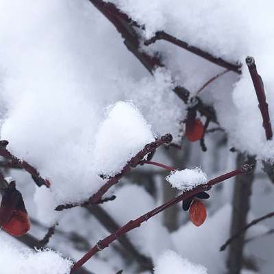 雪 加拿大 冰晶体 加拿大Hollyberry 冬天 降雪 常绿