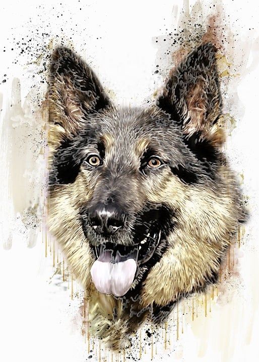 狗 动物 德国牧羊犬 哺乳动物 脸 宠物 肖像 头 犬类