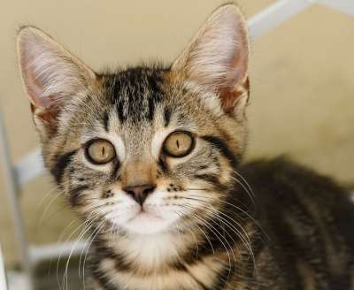猫 小猫 可爱 猫科动物 动物