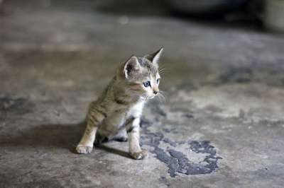 猫 动物 小猫 基蒂 看着 猫科动物 宠物 国内的 有趣的