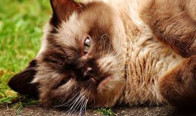 英国短毛猫 猫 野生动物 家猫 毛皮 动物 家畜 纯种 毛茸茸的