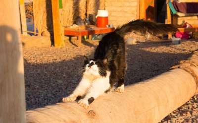 猫 猫驼背 拉紧 瑜伽 黑和白 街猫 西奈 沙漠 伸出