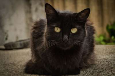 猫 宠物 A 动物 国内的 可爱的 小猫 白色的 猫科动物