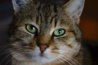 猫 老虎 眼睛 动物 哺乳动物 毛皮 绿色 猫科动物 头 肖像