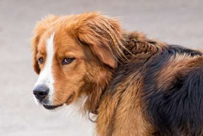狗 宠物 动物 家犬 犬类 哺乳动物 杂交种 毛皮 可爱的
