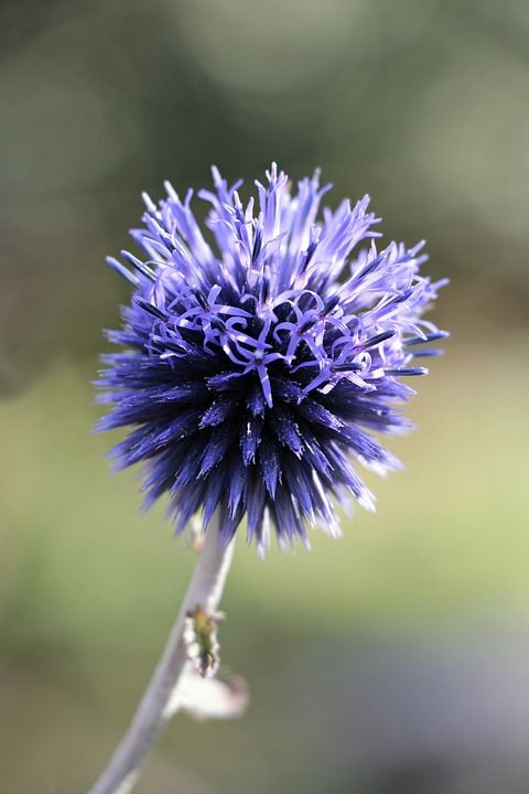 球蓟 Echinops 植物 蓝色的 蓟 复合材料 植物群 花