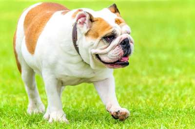 英国牛头犬 欺负 狗 英语 斗牛犬 犬类
