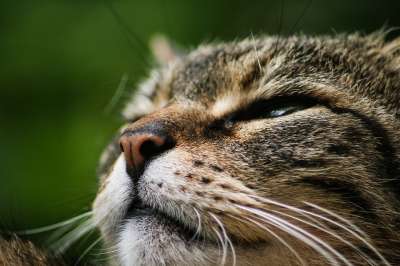 猫 老虎 动物 鲭鱼 晶须 家畜 关闭 鼻子 猫头发 自然