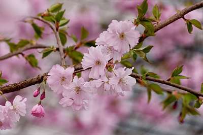 日本樱桃 粉色的 树 梅花 春天