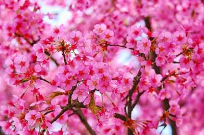 梅花 樱花 粉色的 盛开 春天 分行 果树开花 开花 梅花