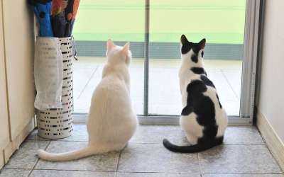 猫 动物 毛皮 老虎 危险 猫和 可爱的 友谊 狮子 山猫