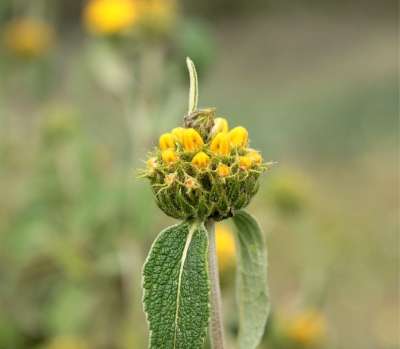 Calba 圣人工厂 野花 花 草地 春天 自然 盛开 植物群