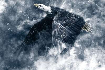 鹰 雪 翅膀 航班 飞鹰 动物 鸟 阿德勒 动物世界 自然