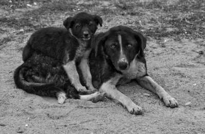 小狗 犬类 狗 国内的 哺乳动物 母亲 婴儿 肖像 友谊 伴侣