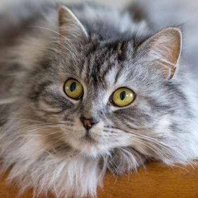 猫 动物 可爱 毛皮 肖像 看看 摄入 宠物 灰色的 毛茸茸的