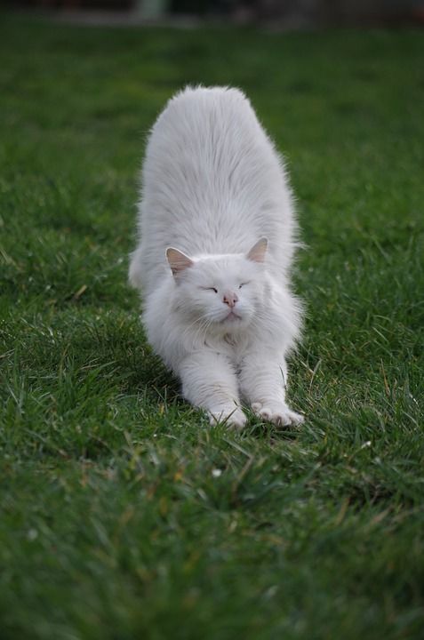 白色的 猫 这个动物 部分 背部