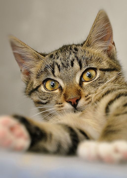 猫 宿醉 年轻 鲭鱼 家畜 观察到宿醉 动物 短发 肖像 家猫