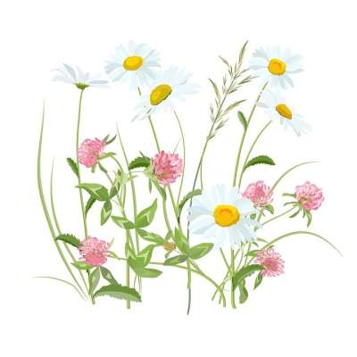 花朵 花的领域 原野 草地 春天 夏天 雏菊 白色的 三叶草