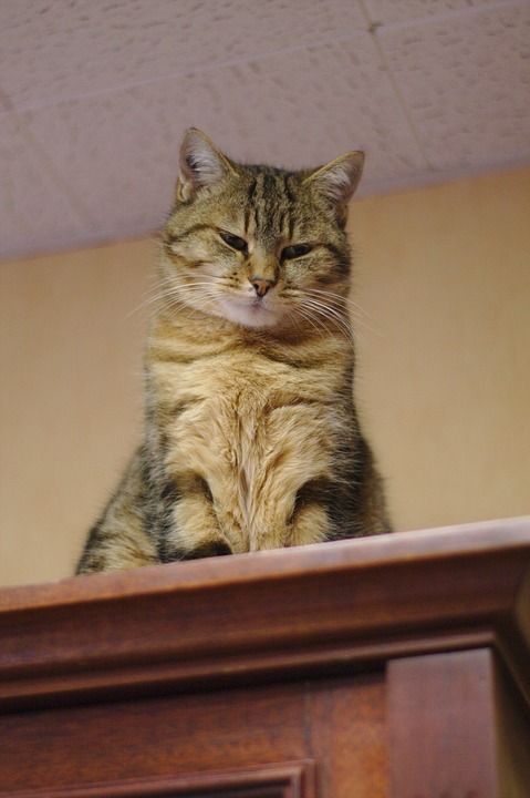 猫 老虎 捕食者 毛皮 动物 猫科动物 爱情 肖像 哺乳动物