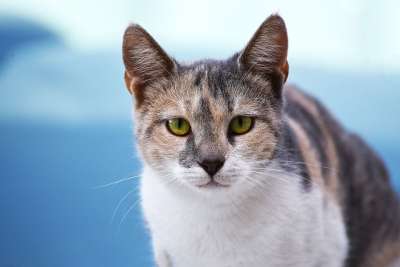 猫 可爱的 肖像 哺乳动物 宠物 动物 小猫 眼睛 凝视 看着