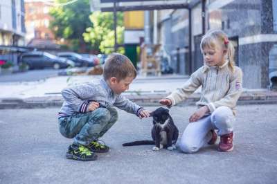 猫 孩子们 微笑 喜悦 爱 压痛 冒险 动物 围场 猫咪
