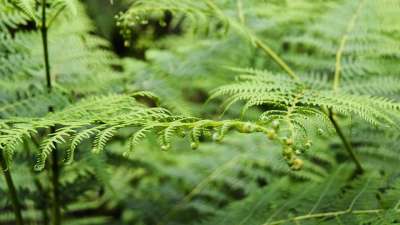苏格兰 阿伯丁郡 深谷 森林 蕨类 植物 森林植物 绿色