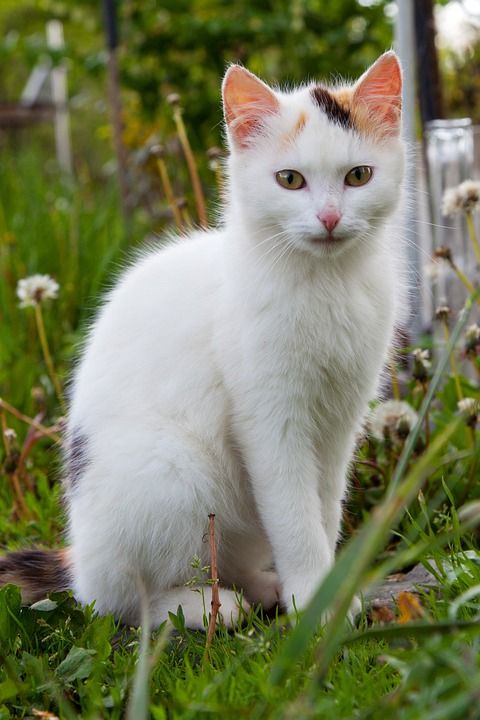 可爱的 动物 猫 国内的 眼睛 猫科动物 毛皮 小猫 基蒂
