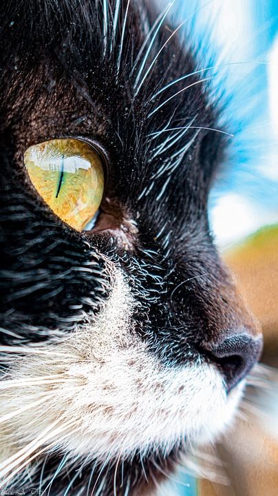 奥霍斯 Gato 马斯科塔 动物 Retrato Felino 彼尔