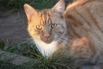 猫 国内的猫 小猫 宠物 虎斑猫 猫科动物 基蒂 潜伏着 特写