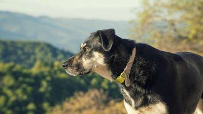 狗 犬类 黑色的 宠物 小狗 吻 哺乳动物 吉祥物 温和的