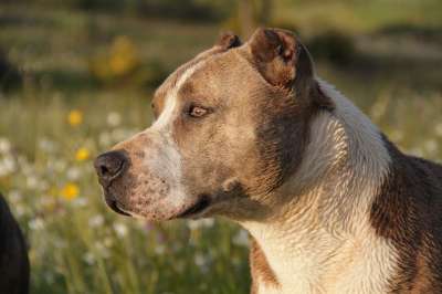 动物 狗 比特犬