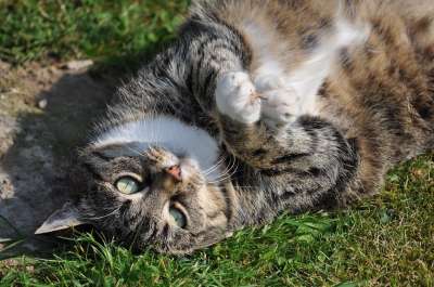 猫 猫趴 家畜 家猫 可爱的 鲭鱼 肥猫 猫眼