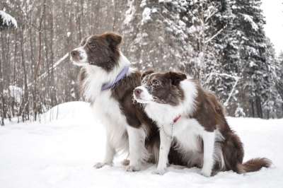 边境牧羊犬 小狗 动物 雪 冬季 巧克力 布朗 巧克力的边境牧羊犬