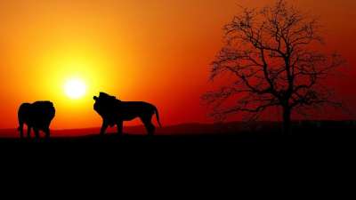 日落 狮子 自然 剪影 黄昏 景观 非洲 太阳 猫科动物