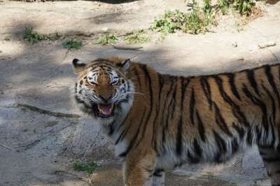 更多的总结 捕食者 大猫 动物园 野生动物 野猫 危险的 老虎