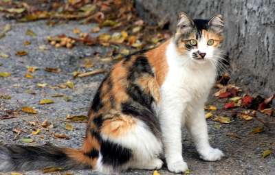 猫 丰富多彩的 街道 坐着 看着 颜色 国内的 哺乳动物
