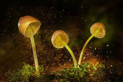 蘑菇 闪亮的 自然 森林 情绪 景观 幻想 有毒的 灯光 剪辑
