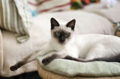 猫 泰国猫 蓝眼睛 视线 宠物