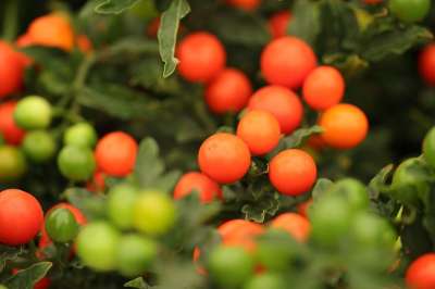 装饰的浆果 浆果 马Pseudocapsicum 秋季
