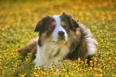 哺乳动物 狗 草坪 可爱 动物 宠物 犬类 牧羊犬 边境牧羊犬
