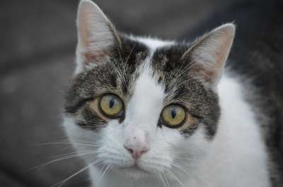 猫 动物 宠物 可爱的 特点 朋友 猫科动物 毛皮 灰猫