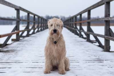 狗 动物 犬类 桥 毛茸茸的 毛茸茸 伤心 独自的 无家可归