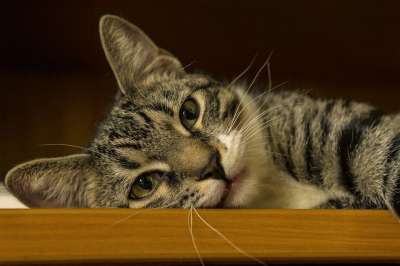 宿醉 小的 说谎 鲭鱼 小猫 家猫 家畜 可爱的 猫 猫宝宝