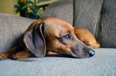 狗 腊肠犬 小狗 宠物 动物 可爱的 犬类