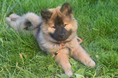 狗 年轻的狗 Eurasier的小狗 Eurasier 动物 狗肖像