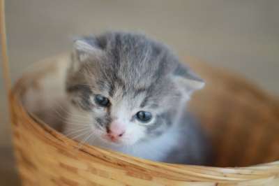 小猫 灰猫 基蒂 篮子里的小猫 可爱的 猫 年轻 灰色的 毛皮